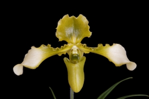 Paphiopedilum esquirolei fma. album Green Mustard AM/AOS 83 pts.